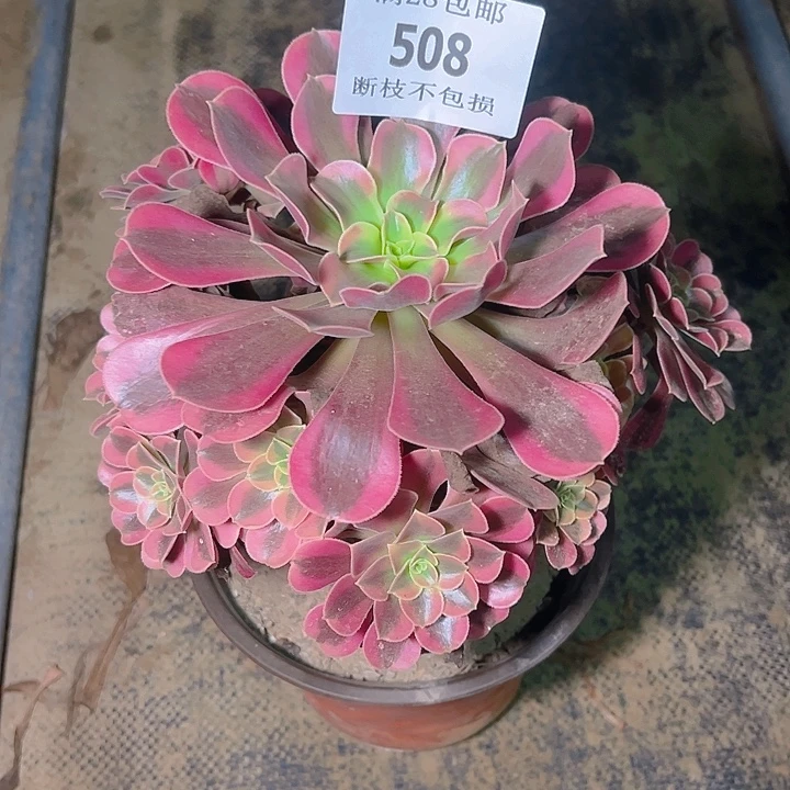 508美杜莎多肉植物