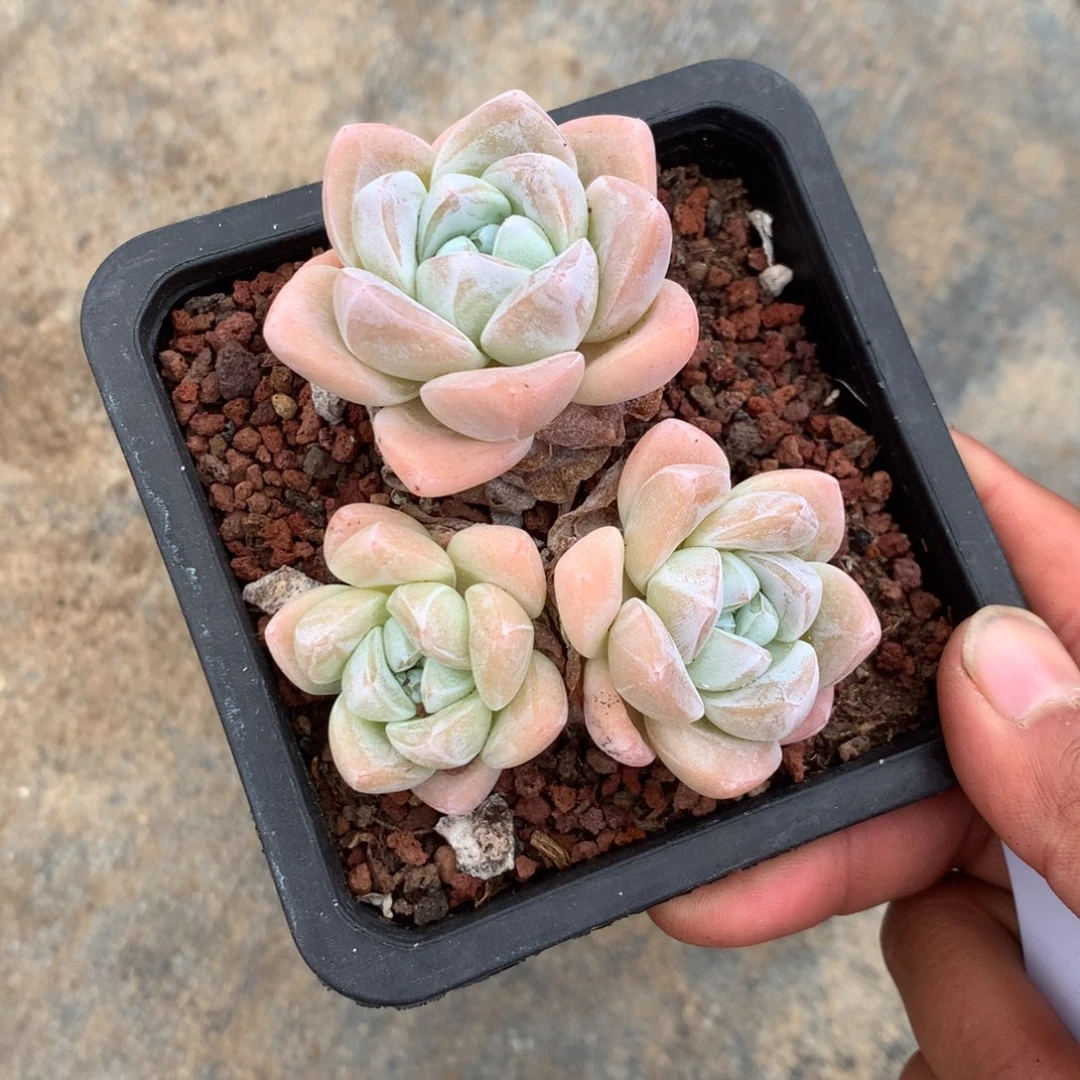 我是第二十届联大常委