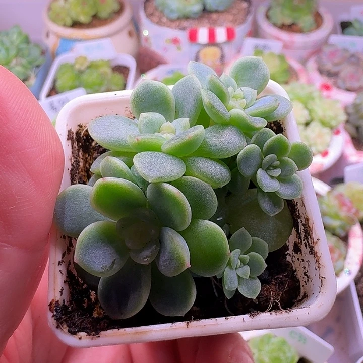 西米露5头群小七专拍