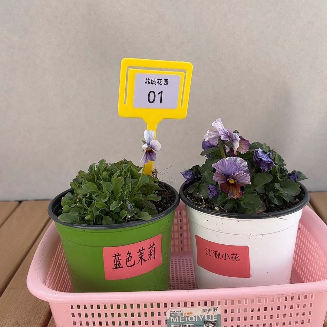 大部分开放少量花苞01