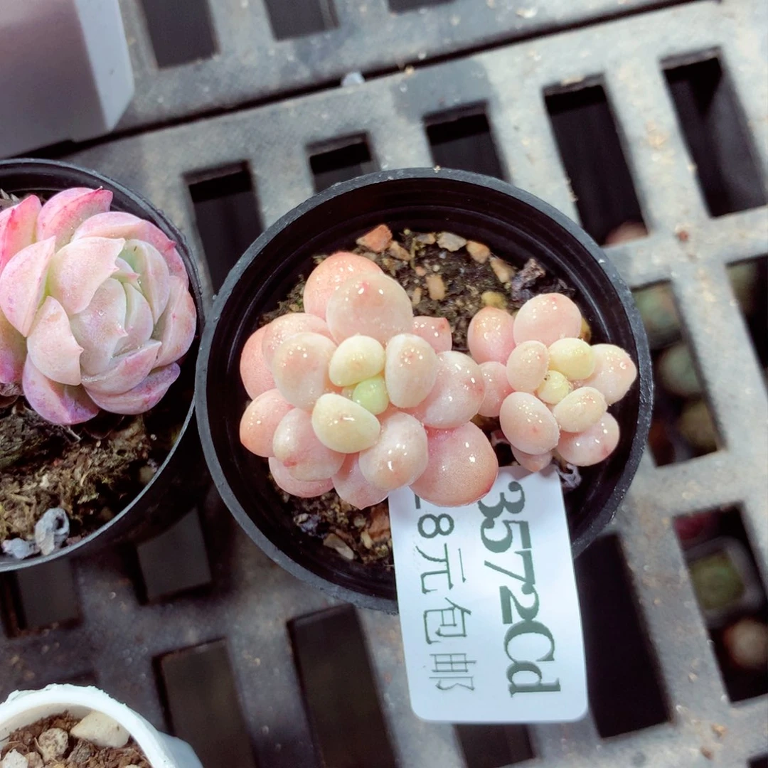 5厘米盆精控多肉3572