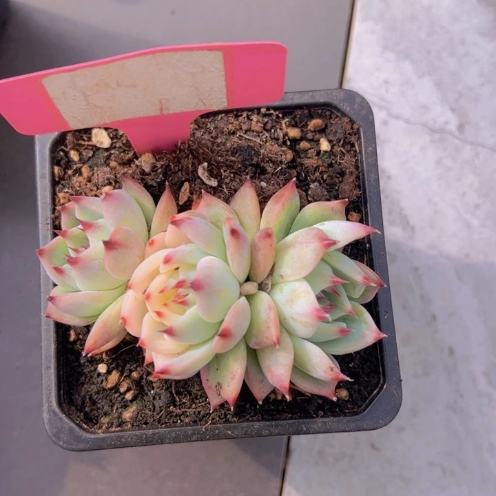 健健康康平平安安