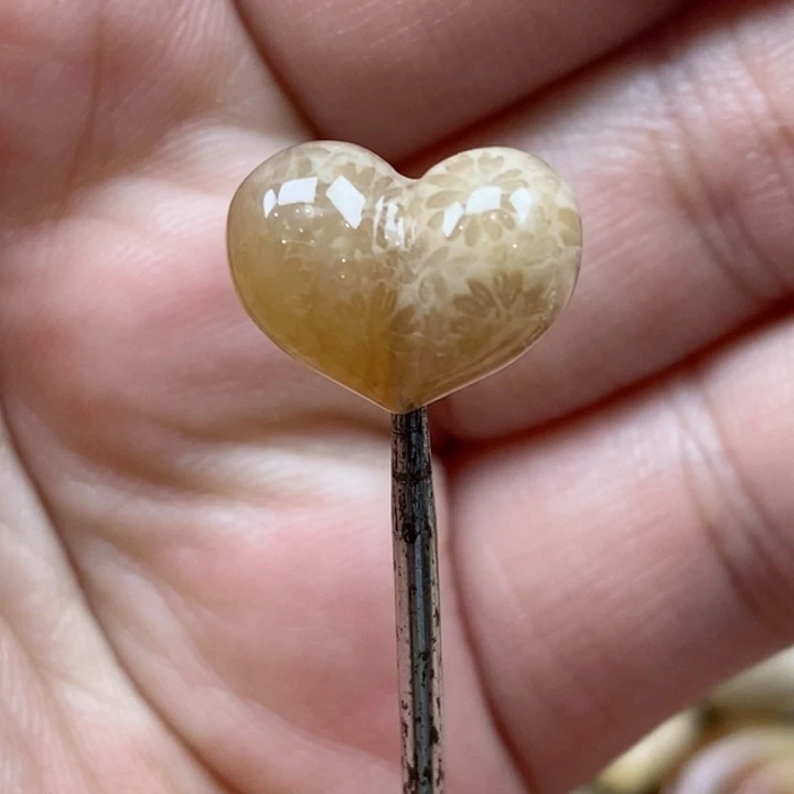 颈饰未镶嵌硅化珊瑚（珊瑚玉）小