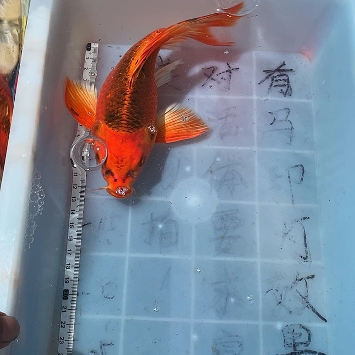 蝴蝶鲤鱼渔场直发88