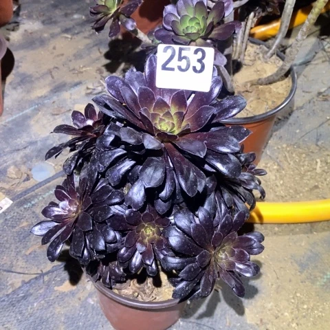 এ***墨法师多肉植物法师不包损