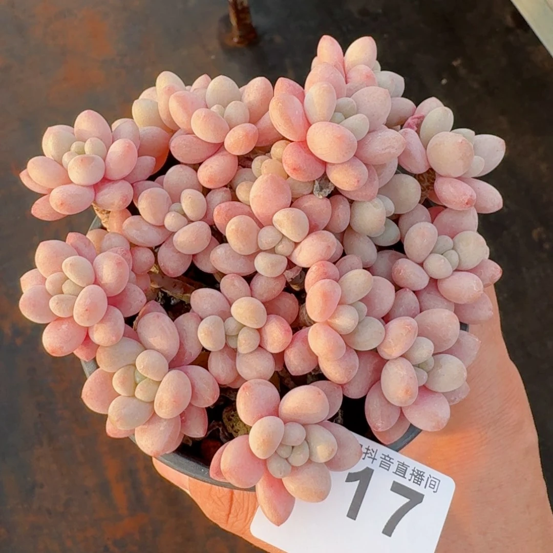 鱼子酱群生         精品多肉