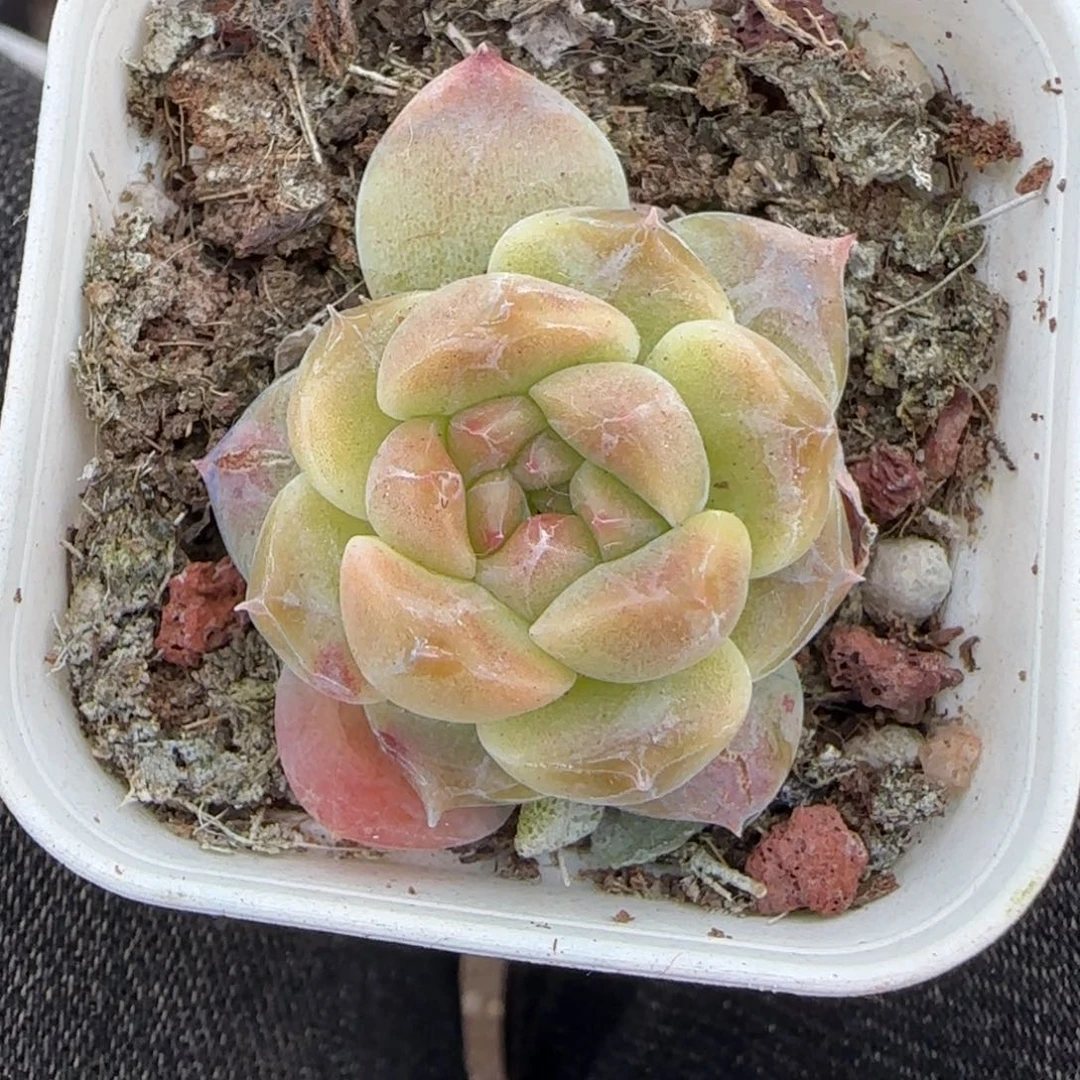 多肉小卡拉米糖心一物一拍