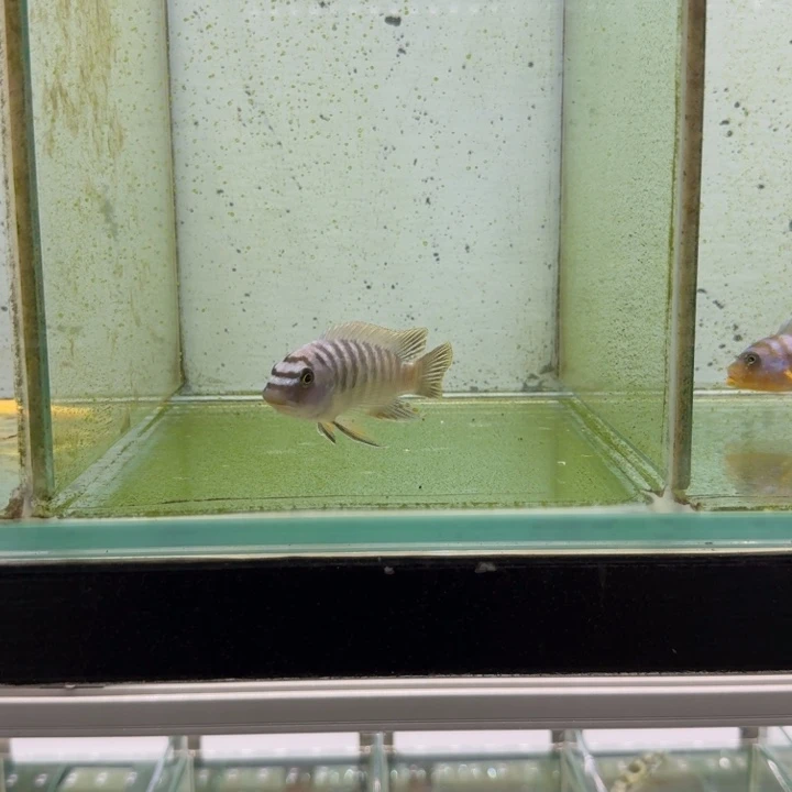 两***湿海水761号野生维奇小丑