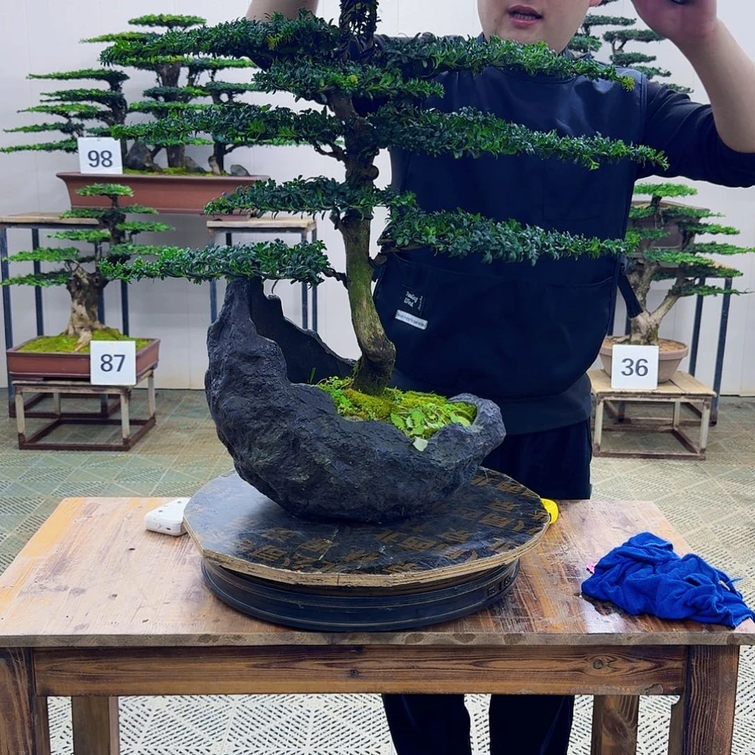 无花朵珍珠罗汉松造型盆景