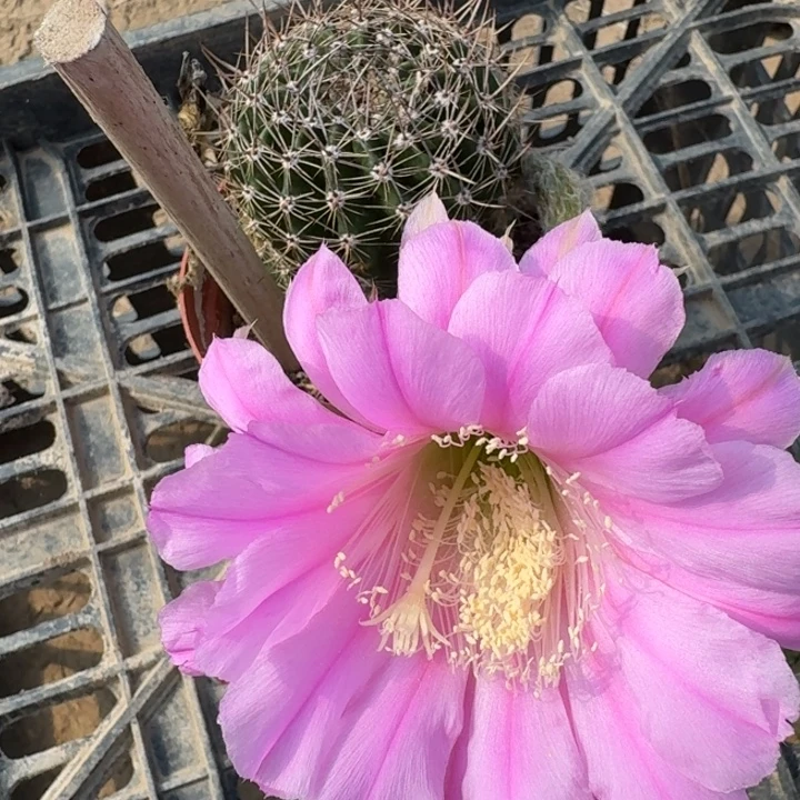 233彩草根掰花脱土发货斑，20包邮