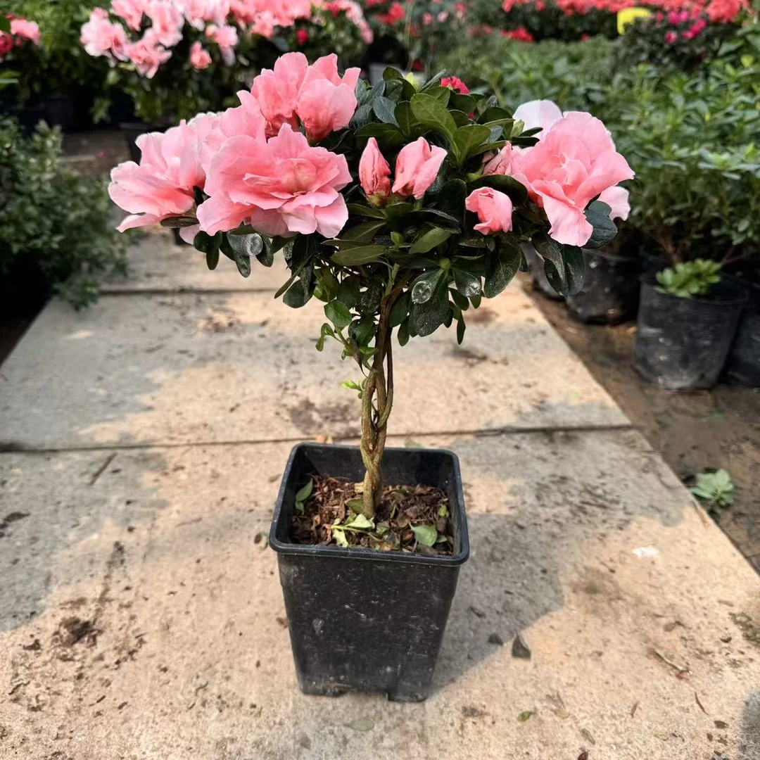 【辫子桩造型】比利时四季杜鹃花盆栽花四季开花植物客厅花卉美观