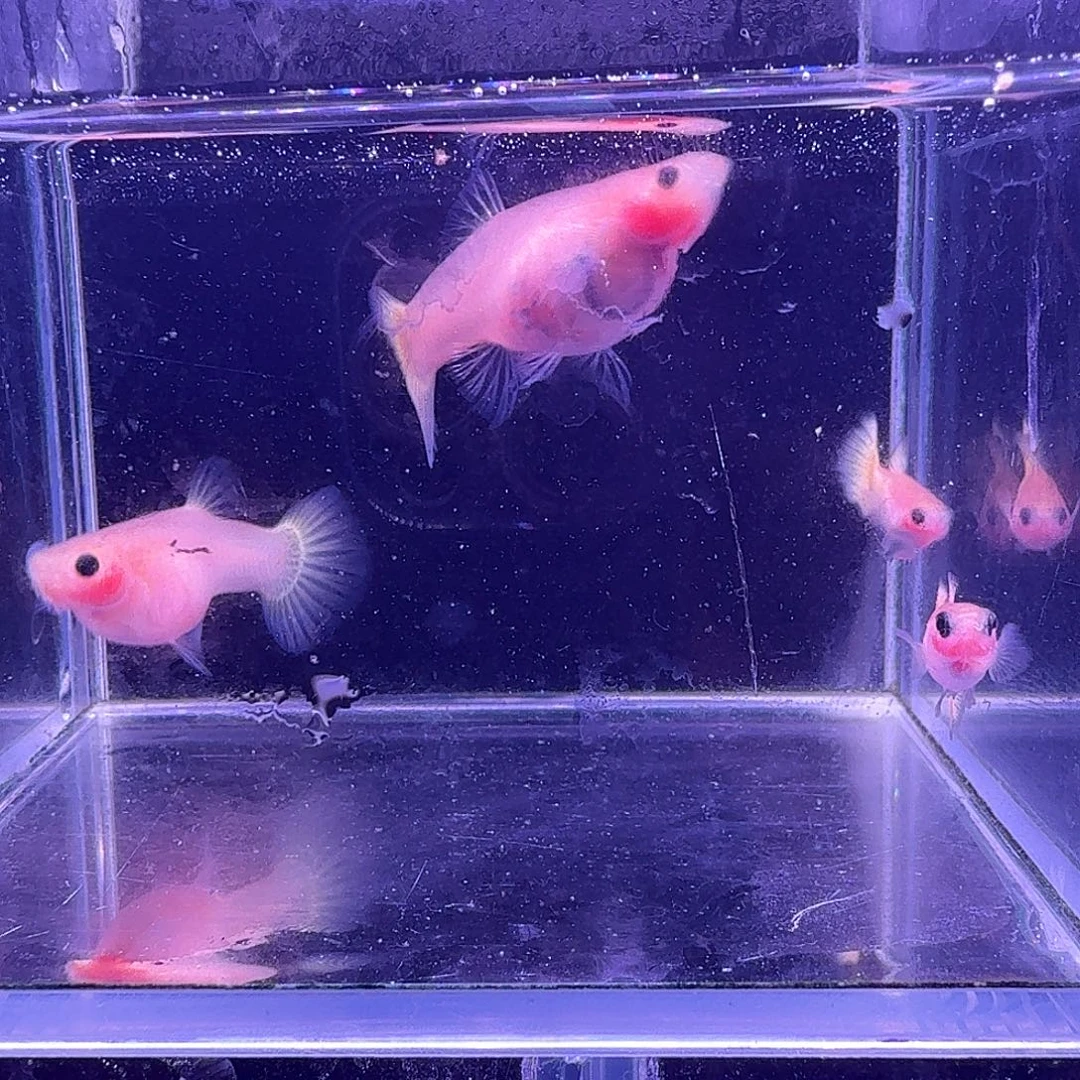 希***芸海水鱼黄金玻璃猫2对