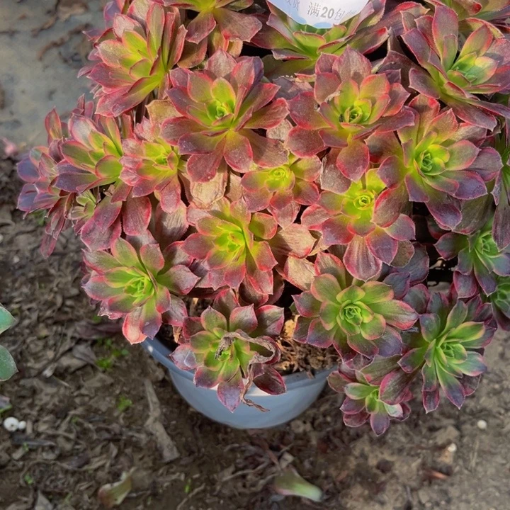 1862 多肉法师不包断枝