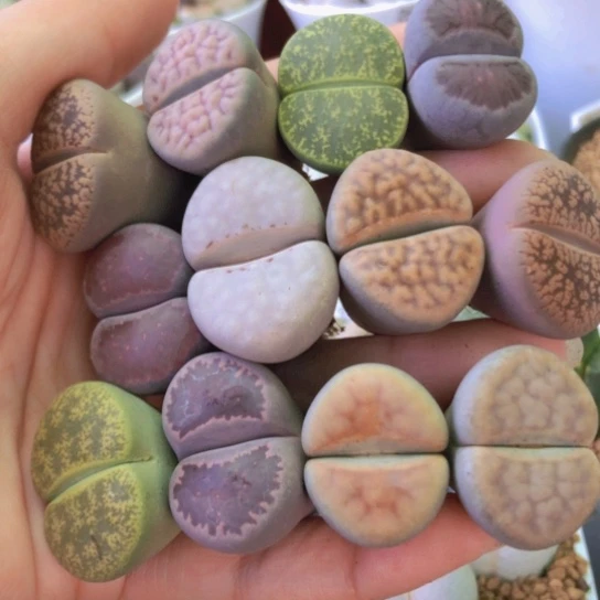 2611，2.4-3厘米特价彩色母本个别有点徒