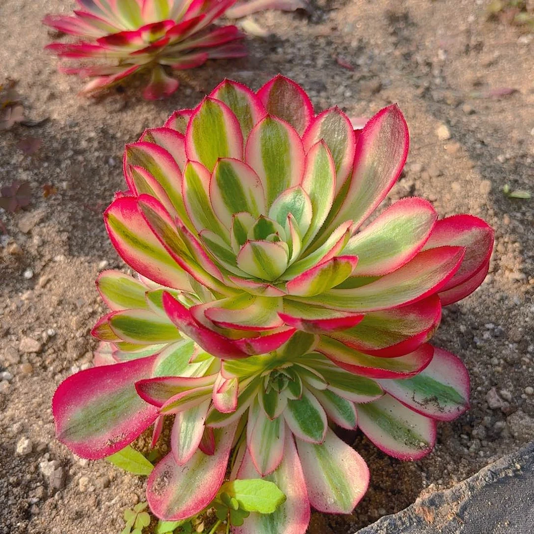 荔枝手捧多肉植物