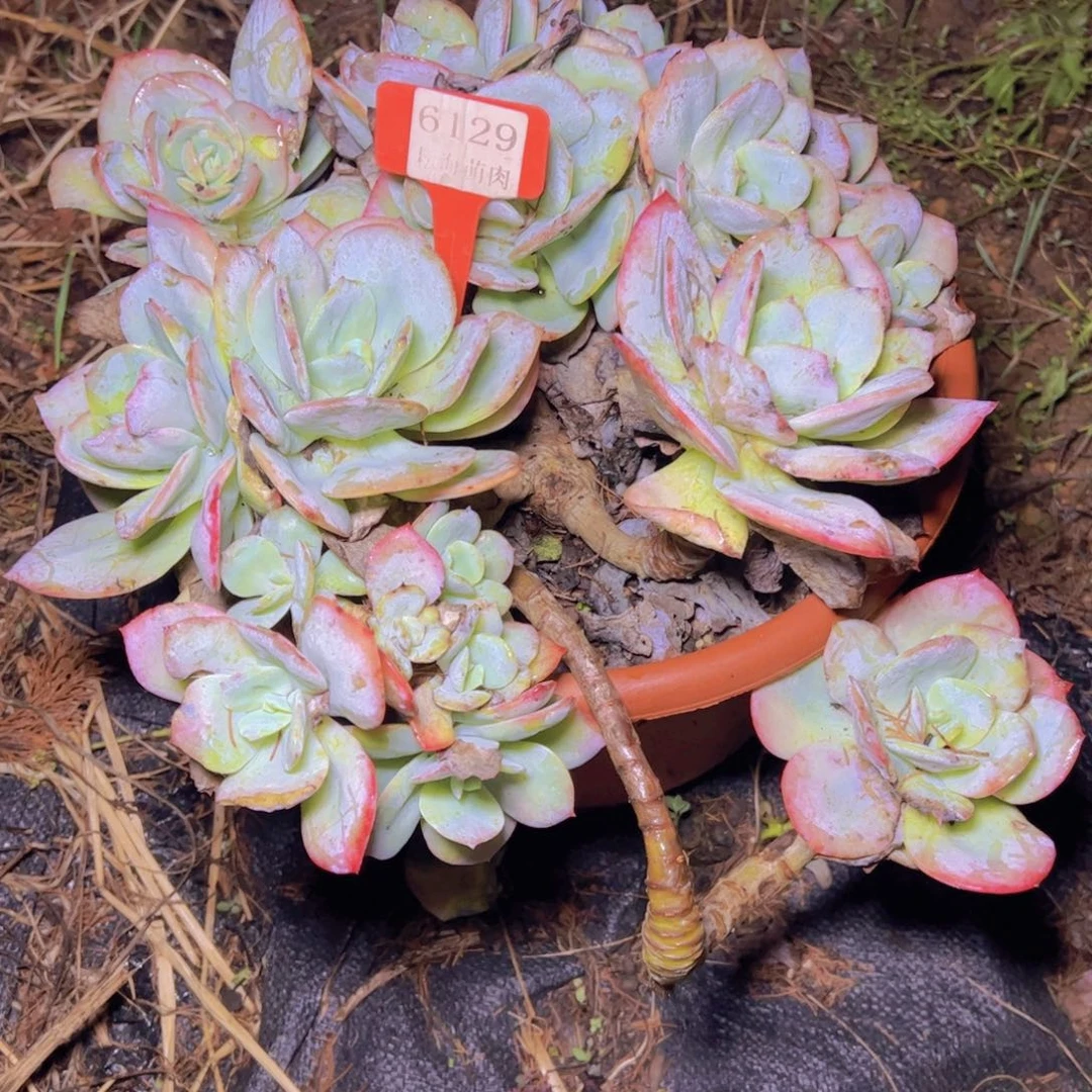 小***姨白凤6129多肉植物