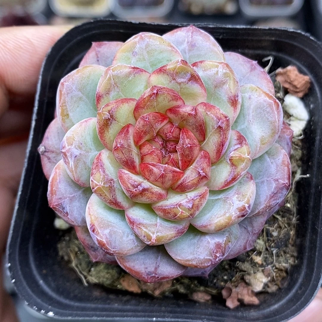 葡萄珍妮6.5厘米盆