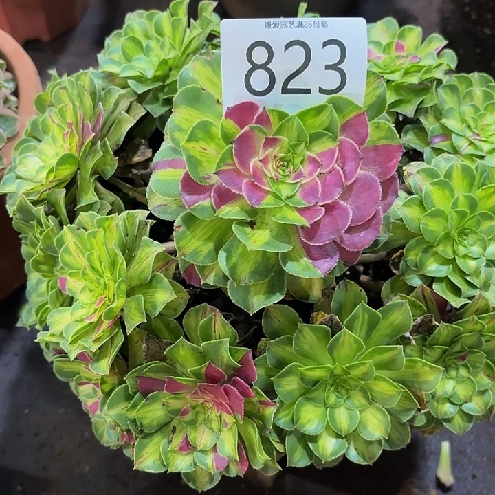 多肉植物知否823个