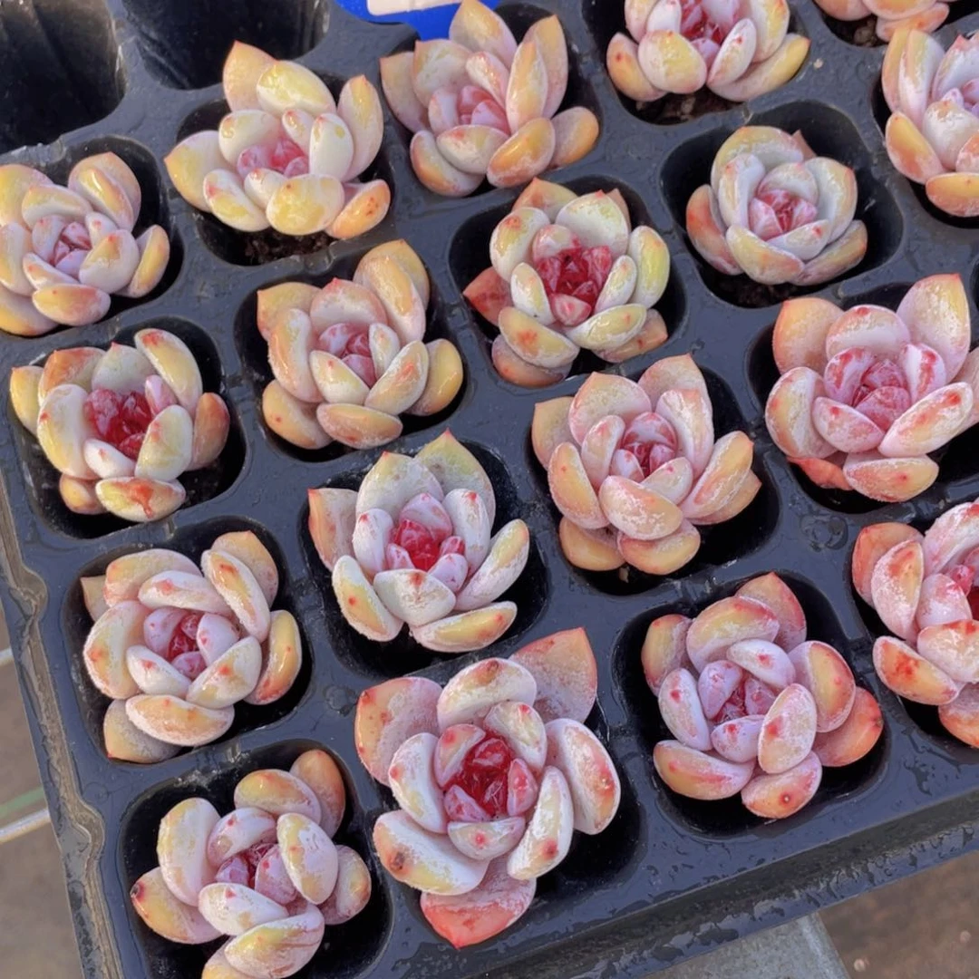 96号 全状态糖心雪天使单头三个