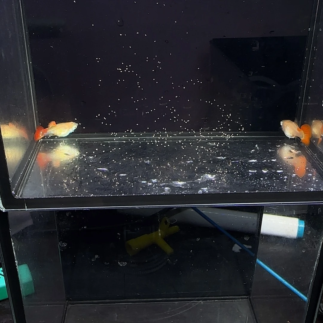 孔雀鱼黄暴球一对