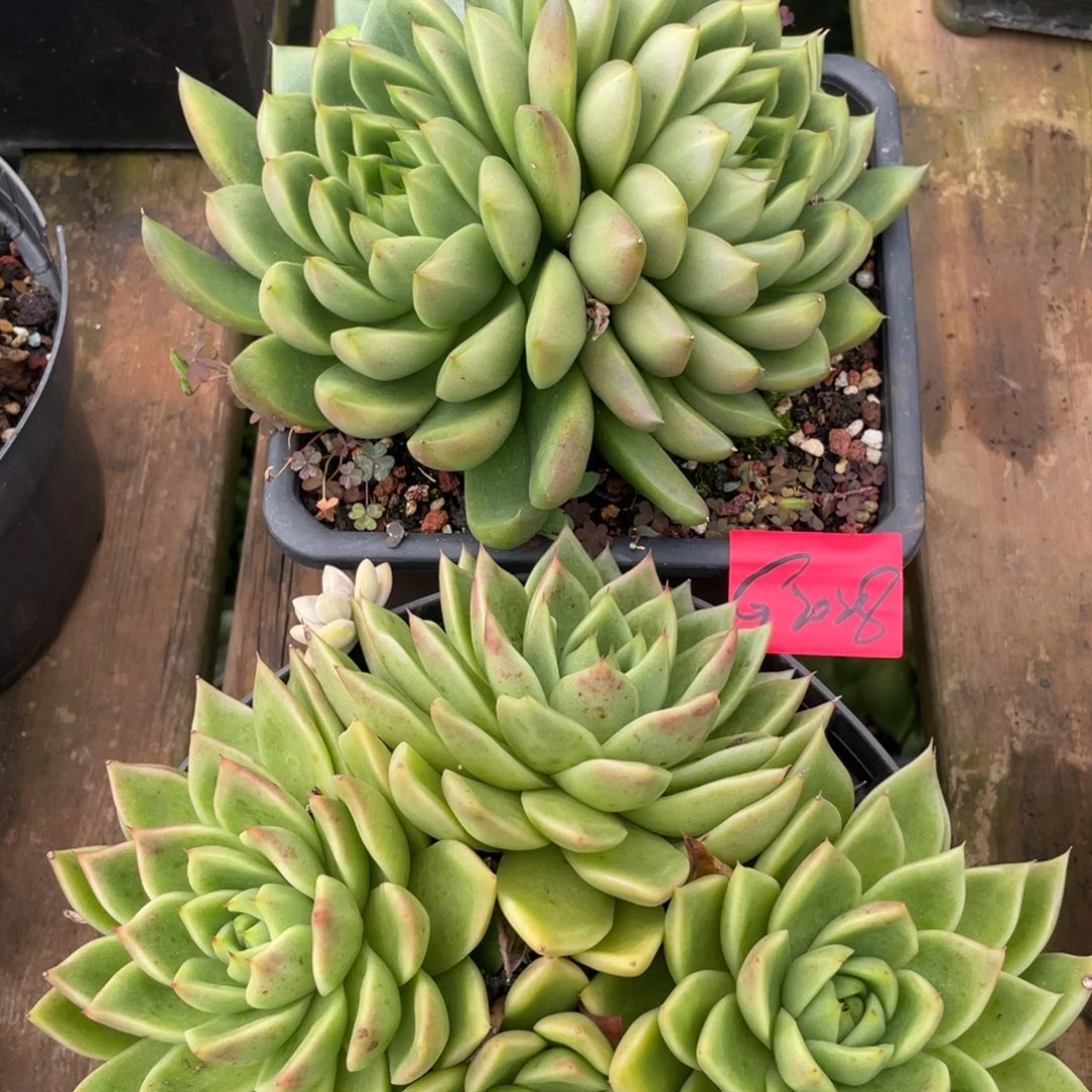 多肉植物多肉植物2028两颗福利