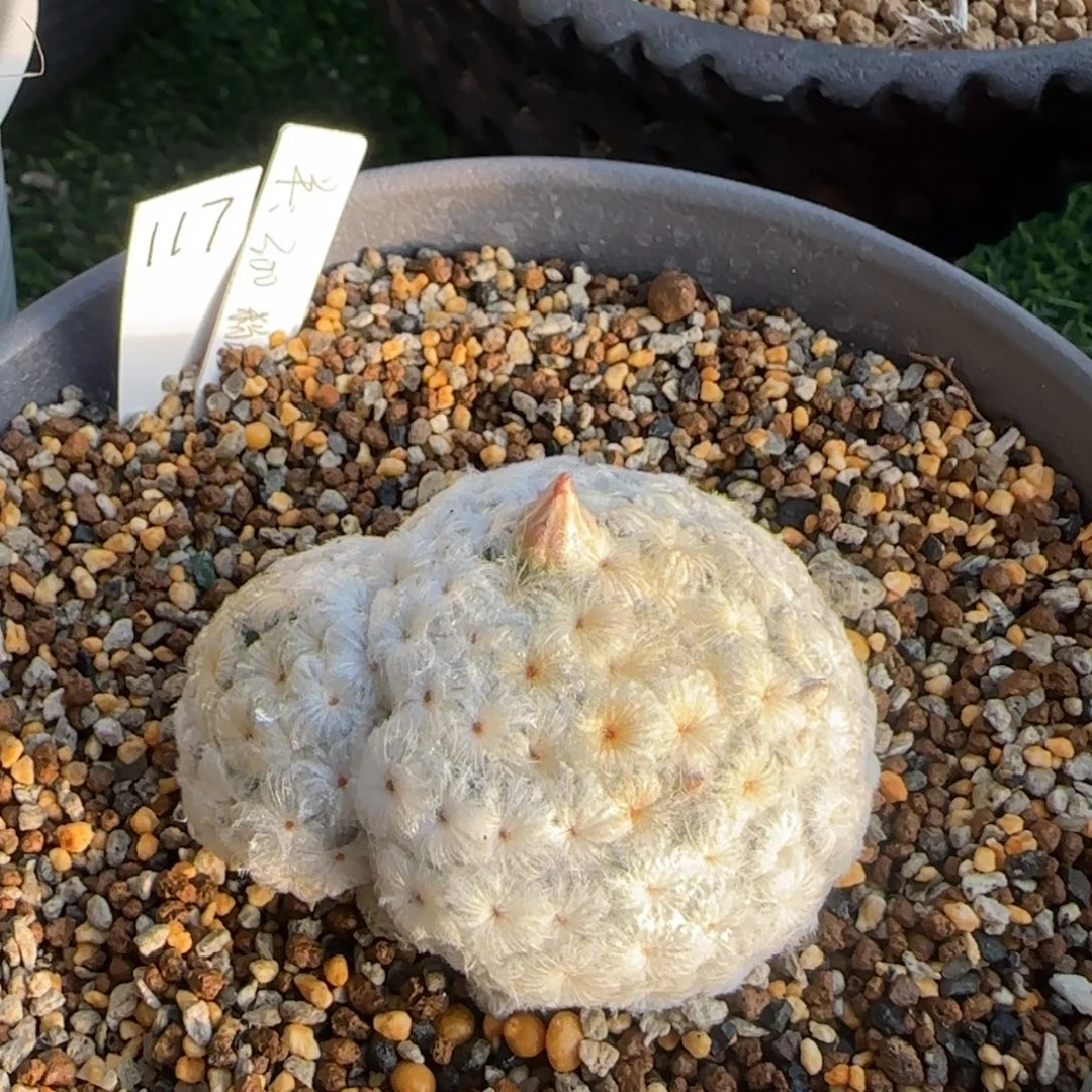 117脱土发 佛头白星