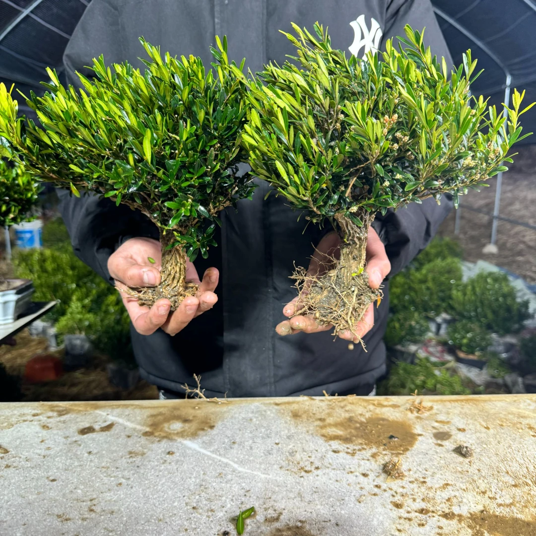 小叶雀舌黄杨精品三颗装