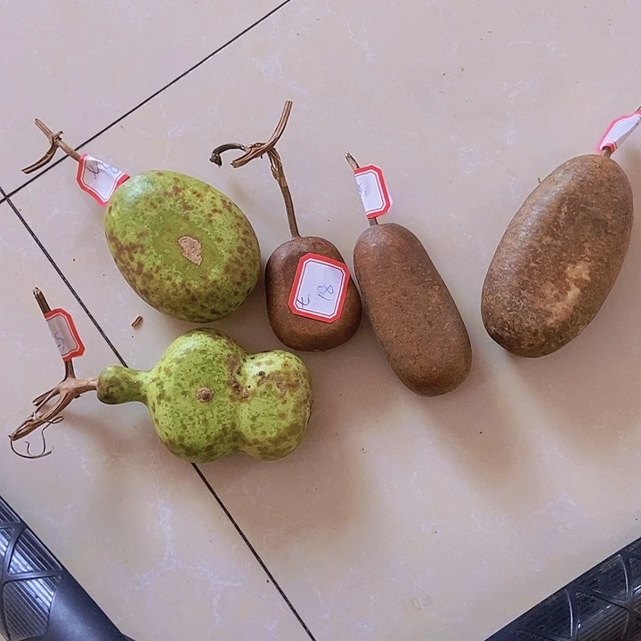 ****七七宝七宝恭喜发财