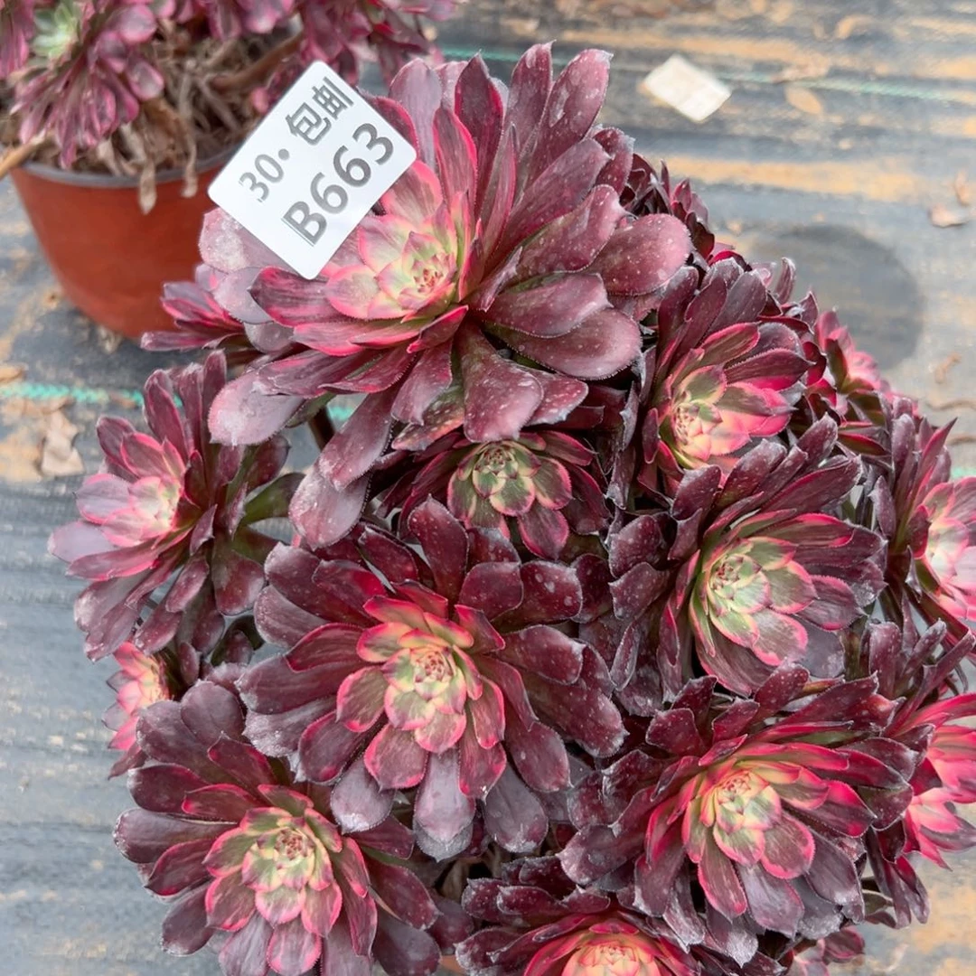 663 烟花多肉法师