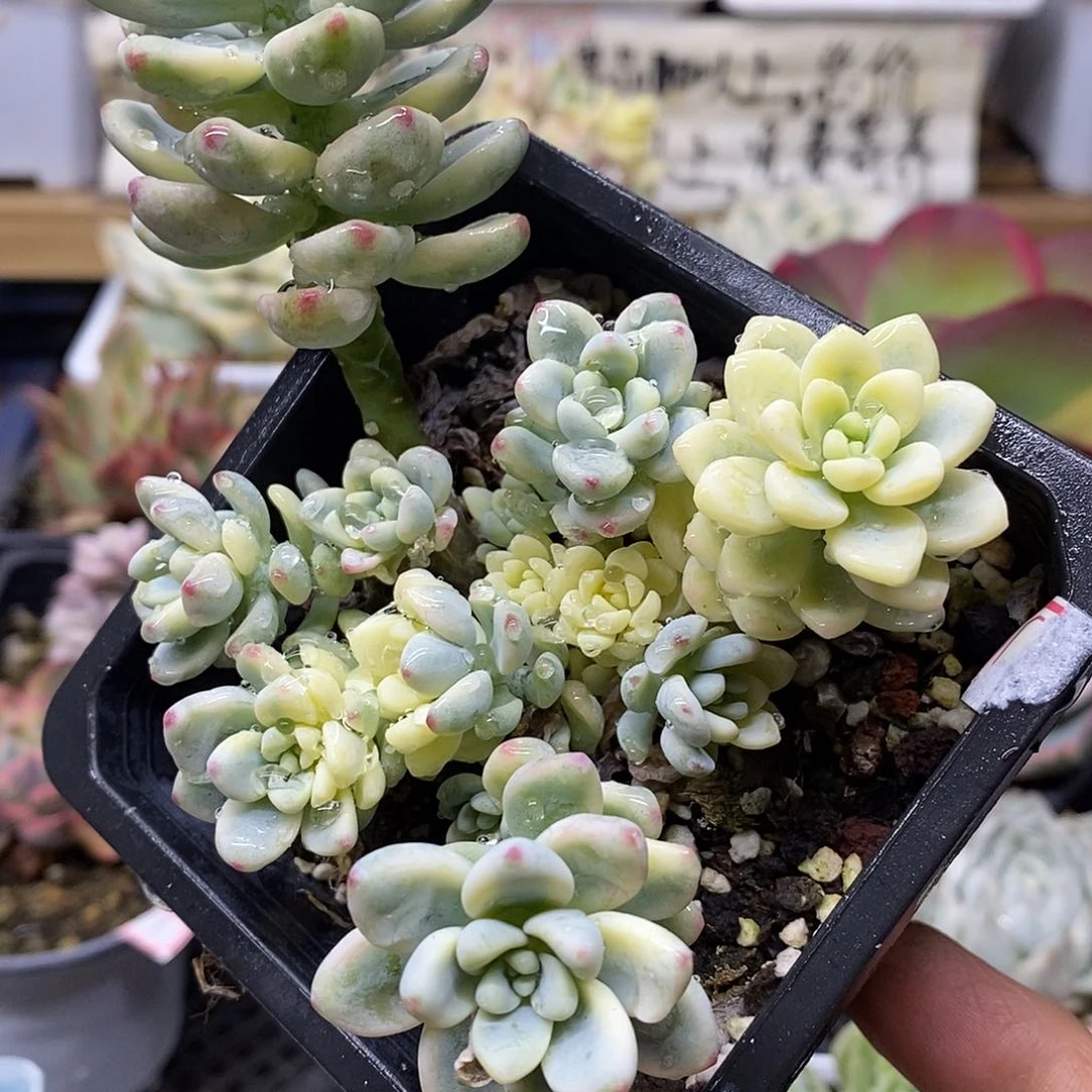 29104 劳尔锦自然群带宽锦头