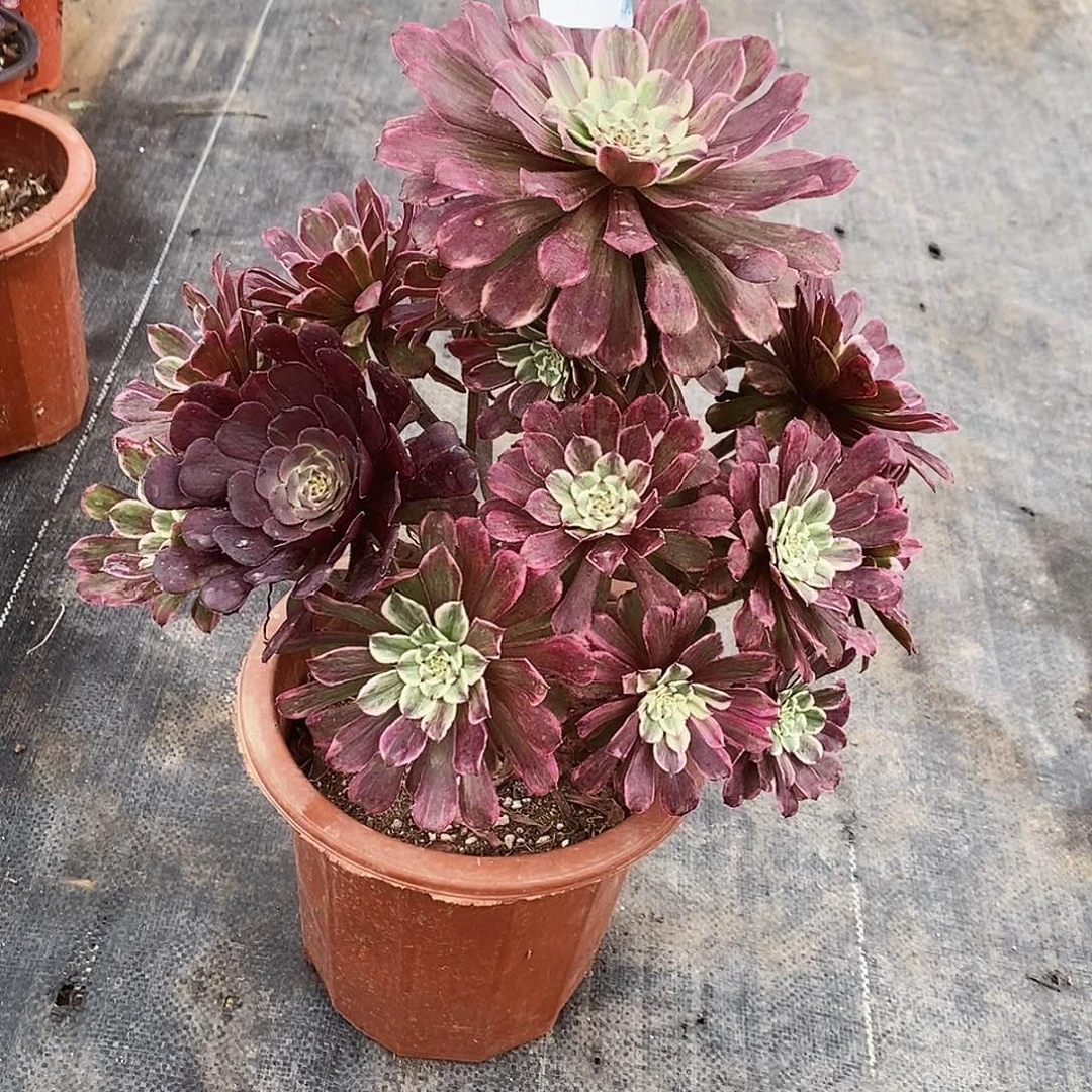 706水墨画冠服30公分