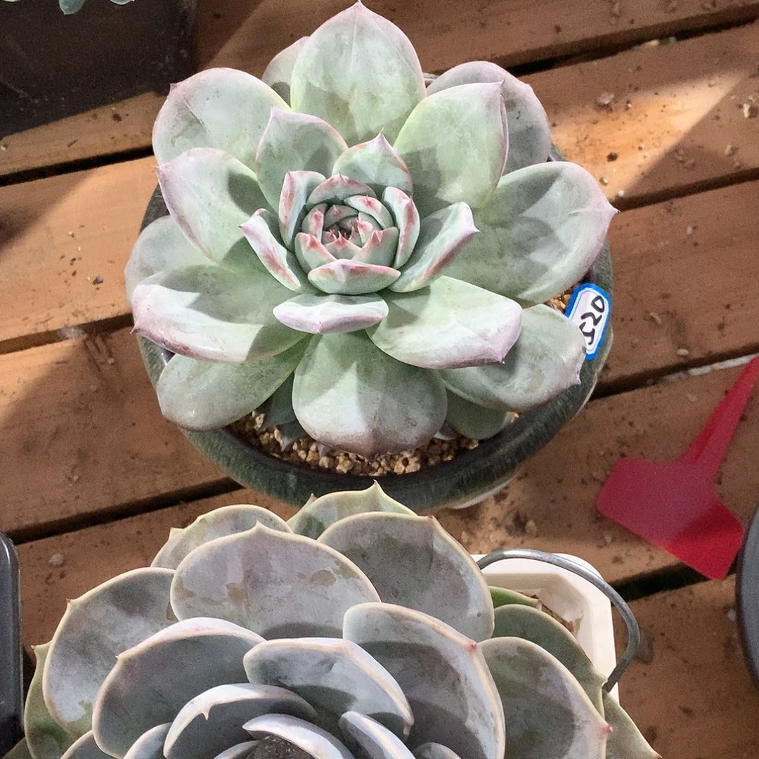 ￴***￴520卡一物一拍多肉