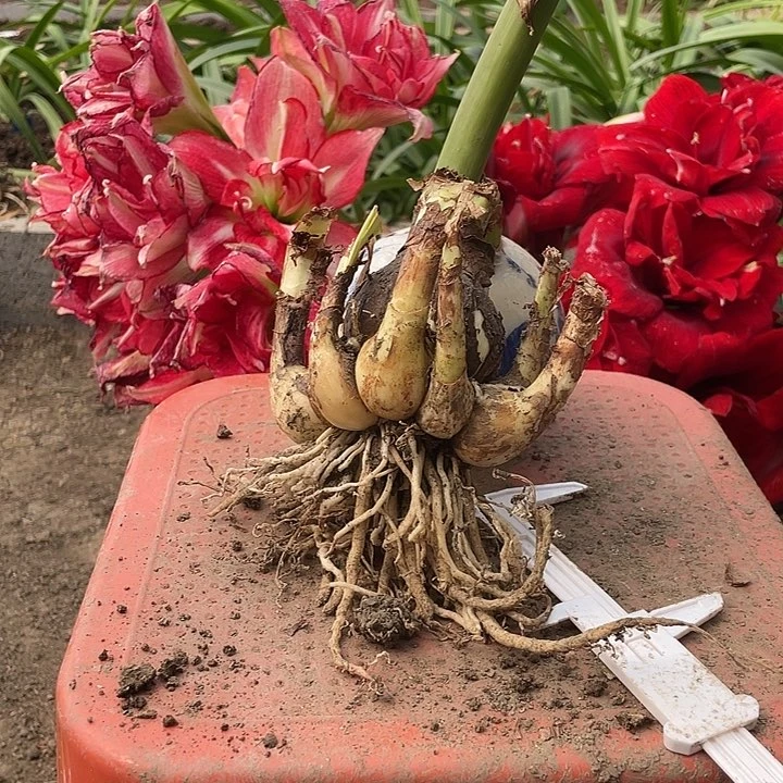 阿弗雷坨坨朱朱开花球