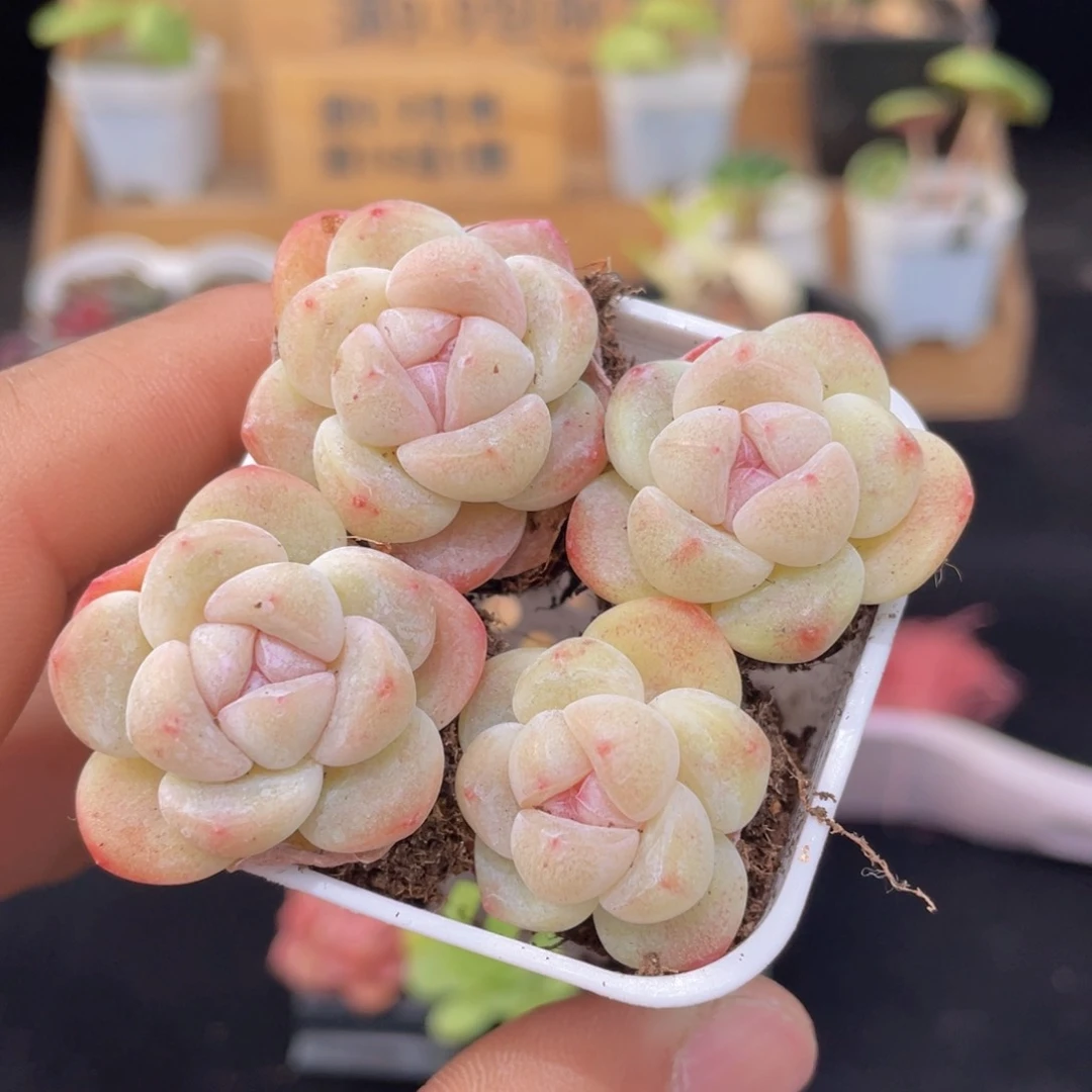 1颗冰玉多肉9.9包邮发货