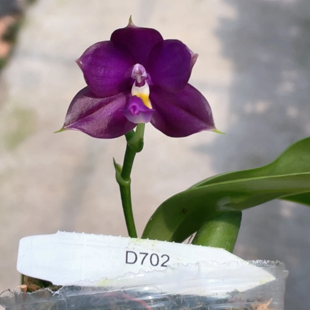 完全开放【D702】2.5开花，少根