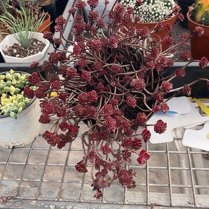 我也不知道我为什么要