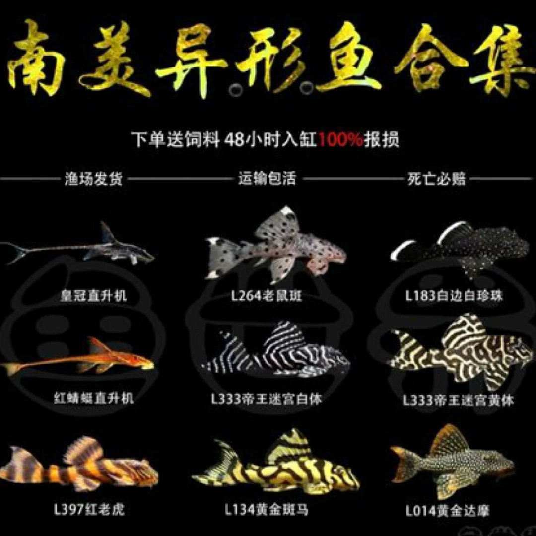 异型鱼热带鱼专拍链接