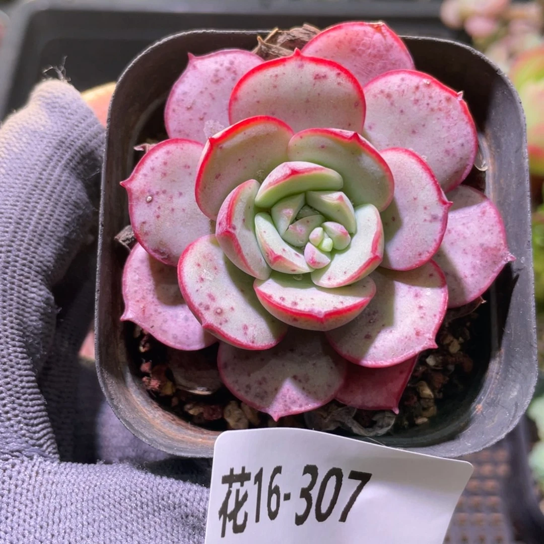 花利美16-307凌波仙子