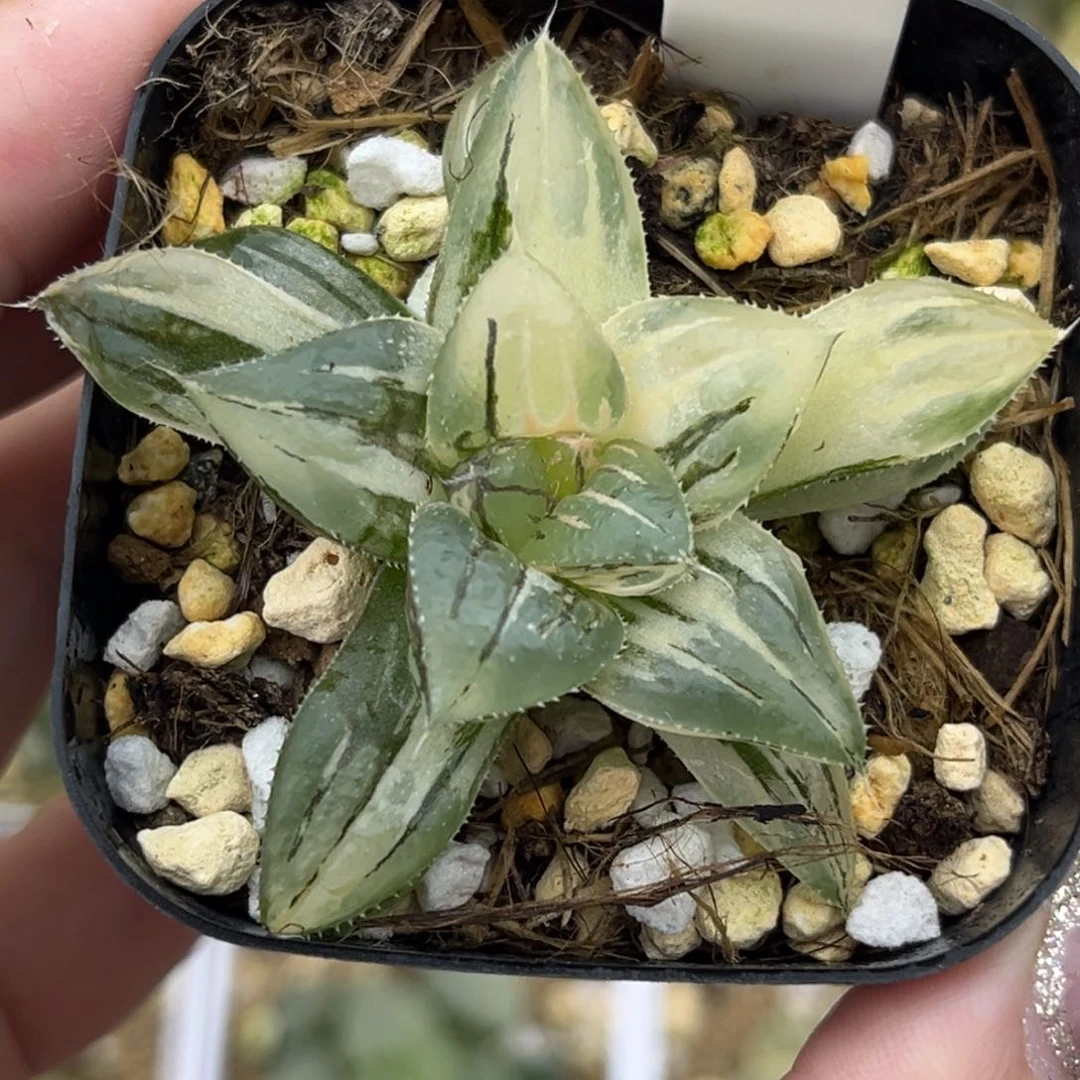 20实生寿锦十二卷多肉