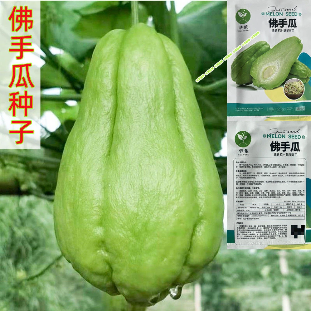 佛手瓜种子早熟特大佛手瓜蔬菜种子爬藤树苗盆栽多年生千金瓜种子