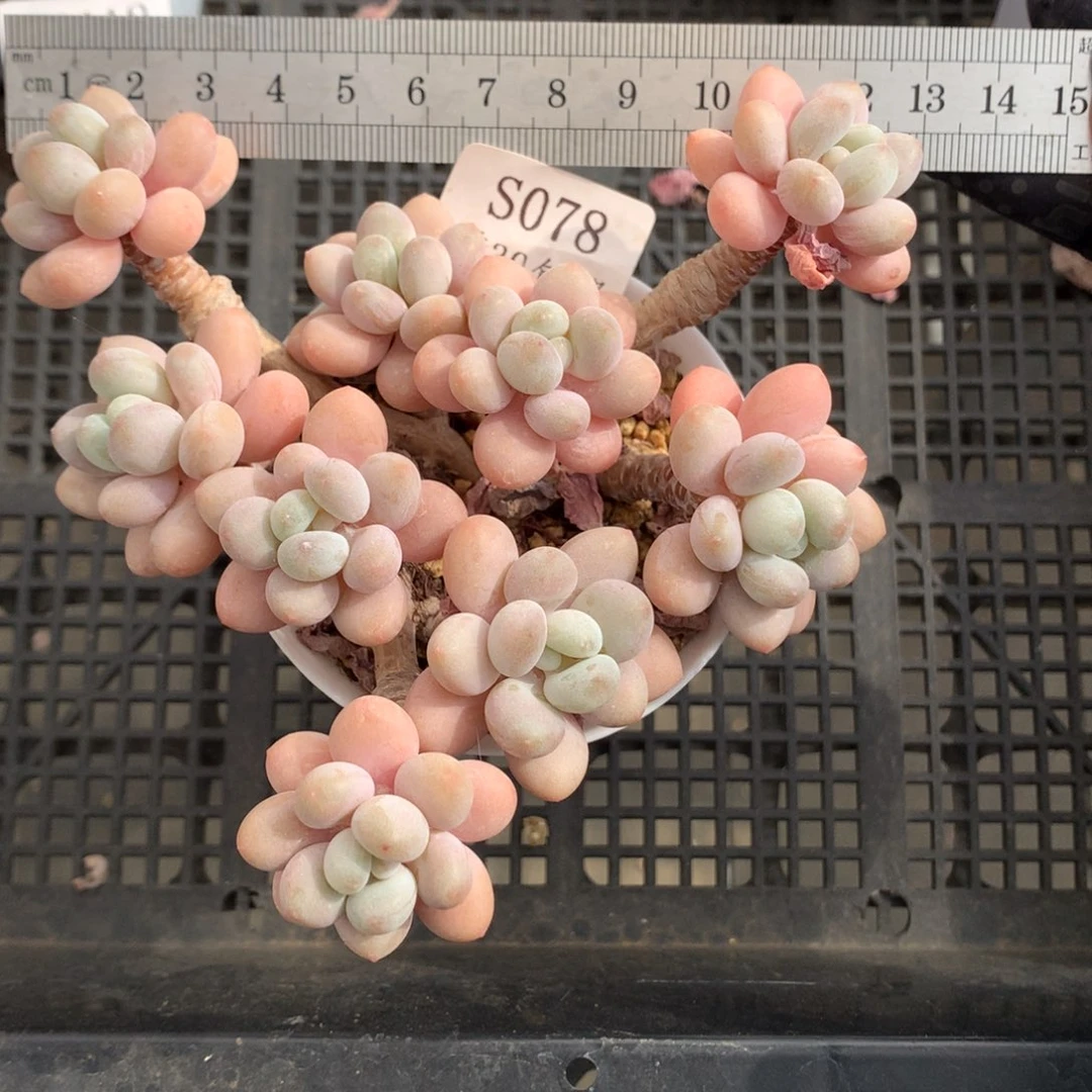 78整桩粉仙洛神冠服12