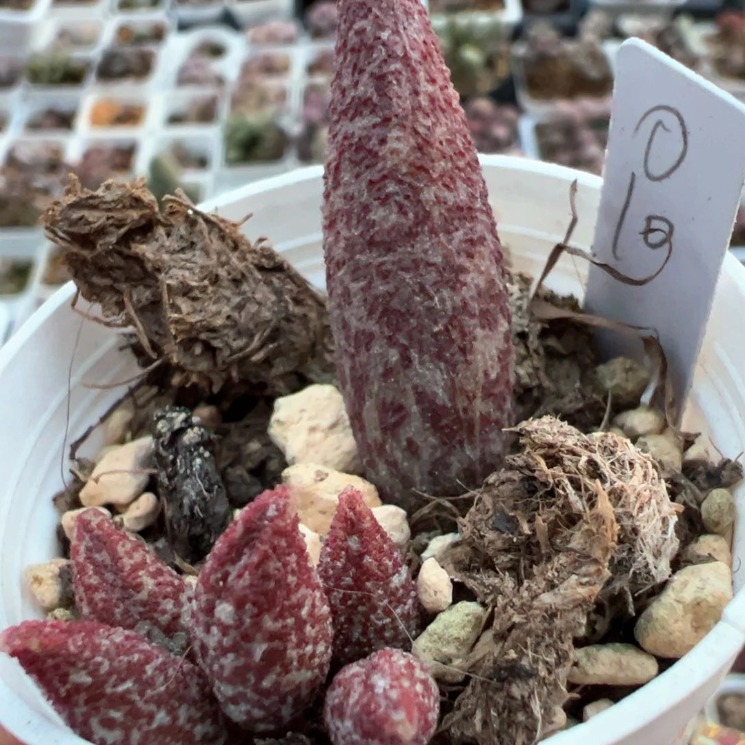 实生低叶苗多肉植物水泡