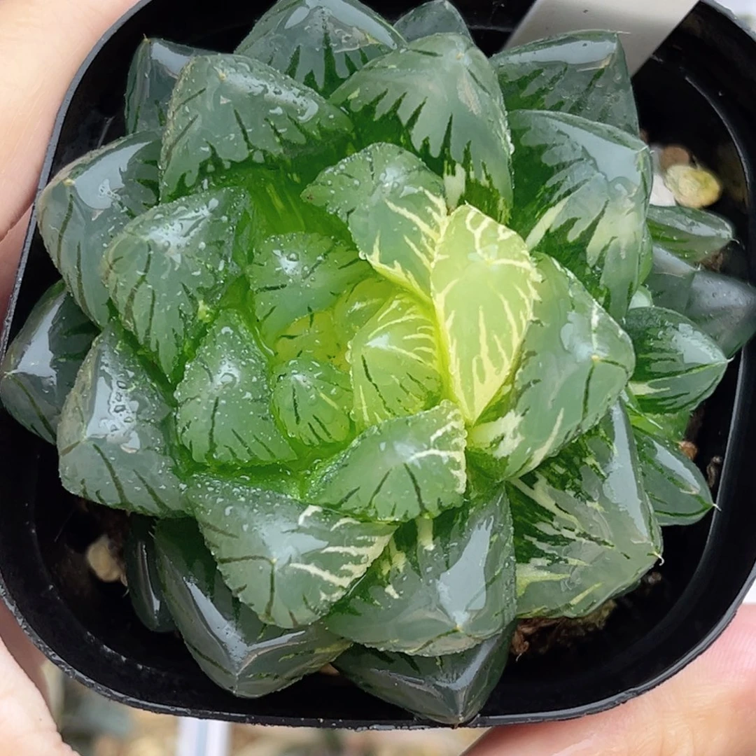 4巨大龙鳞玉露锦带仔福利专场