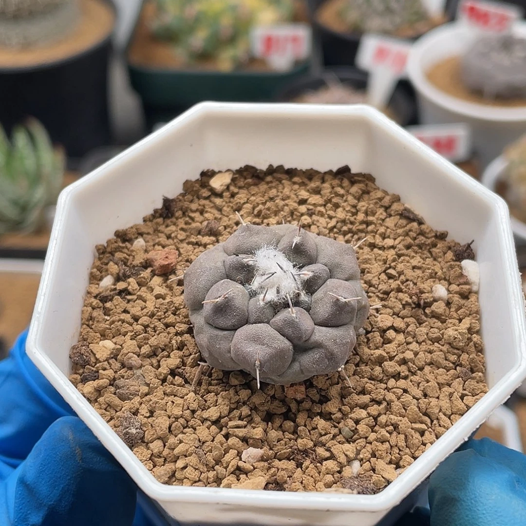 实生佛头遁地东云娇丽