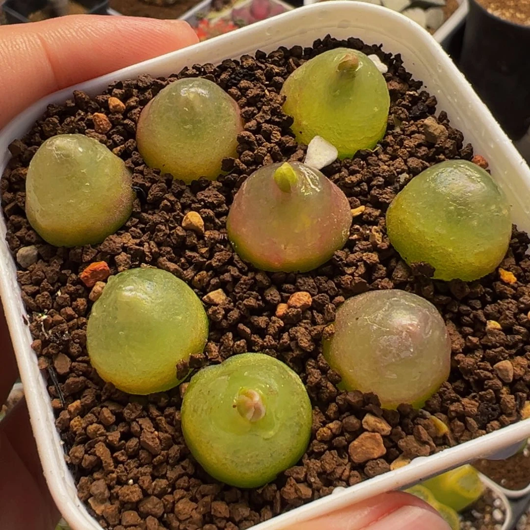 522多肉植物种类多样
