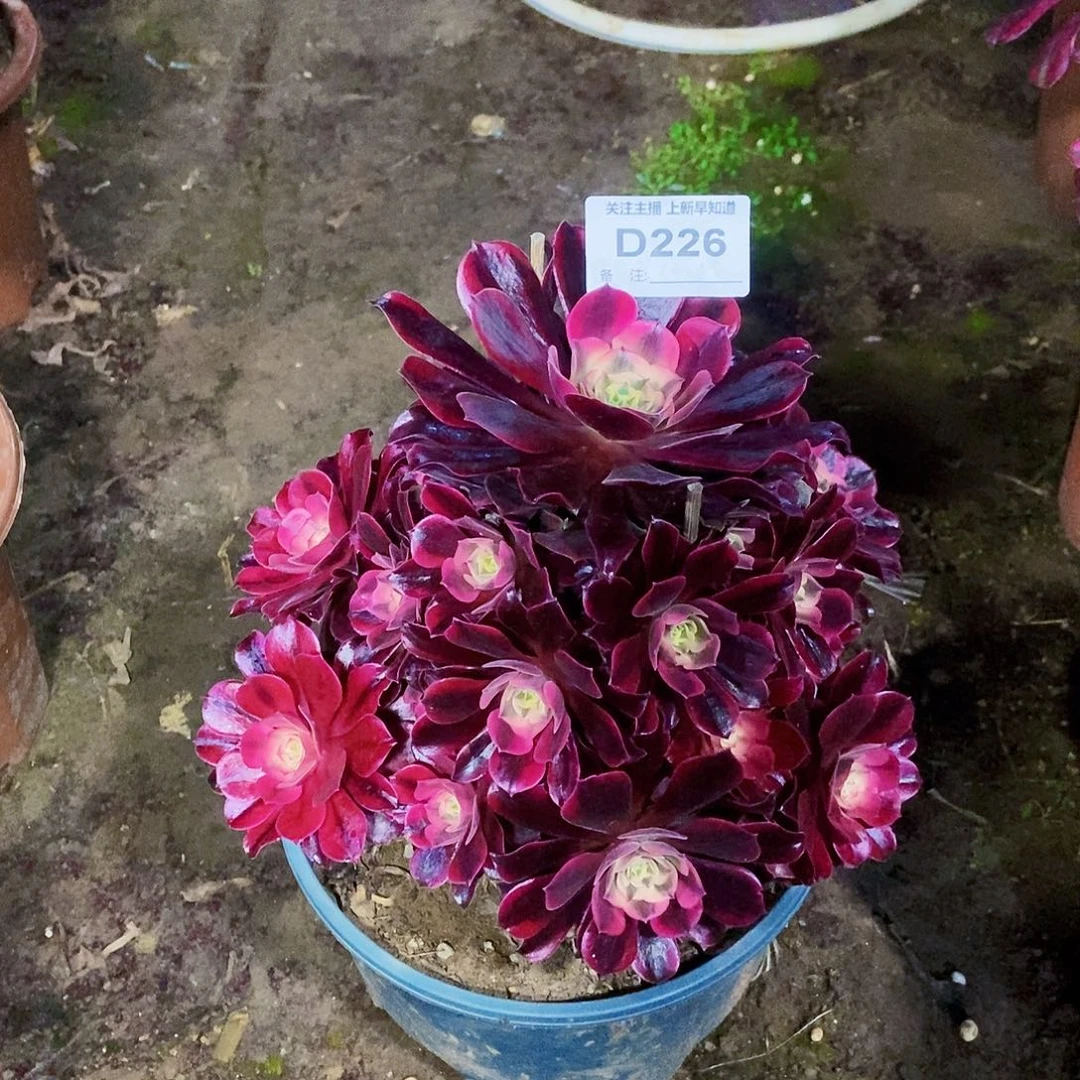 感**见多肉2260000。0000