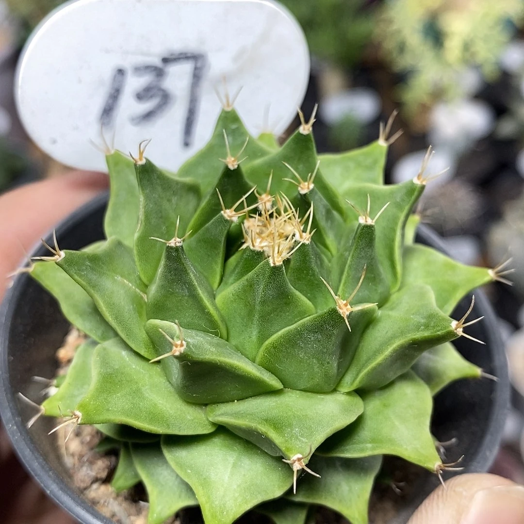 实生帝冠137号6.3cm