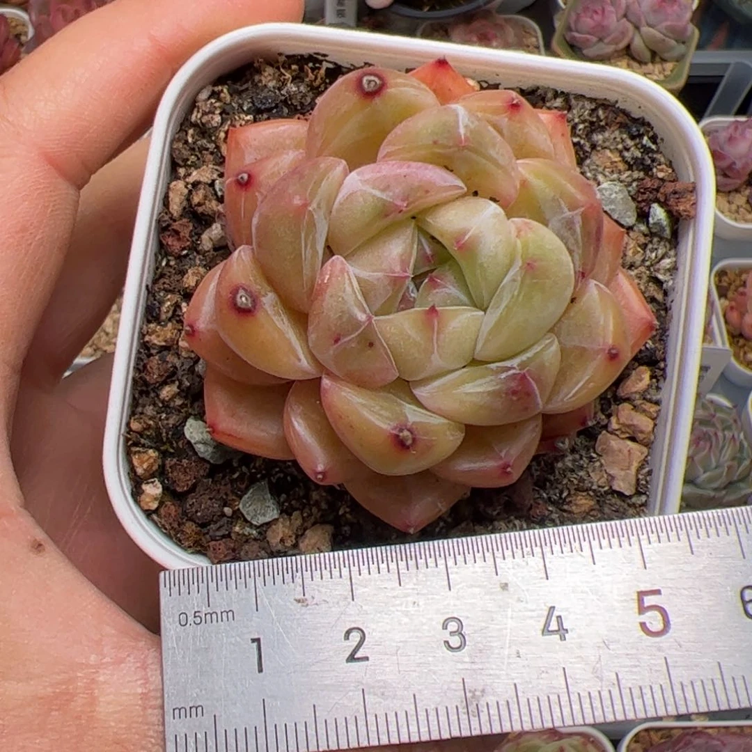 Q***n165 多肉植物组合盆栽