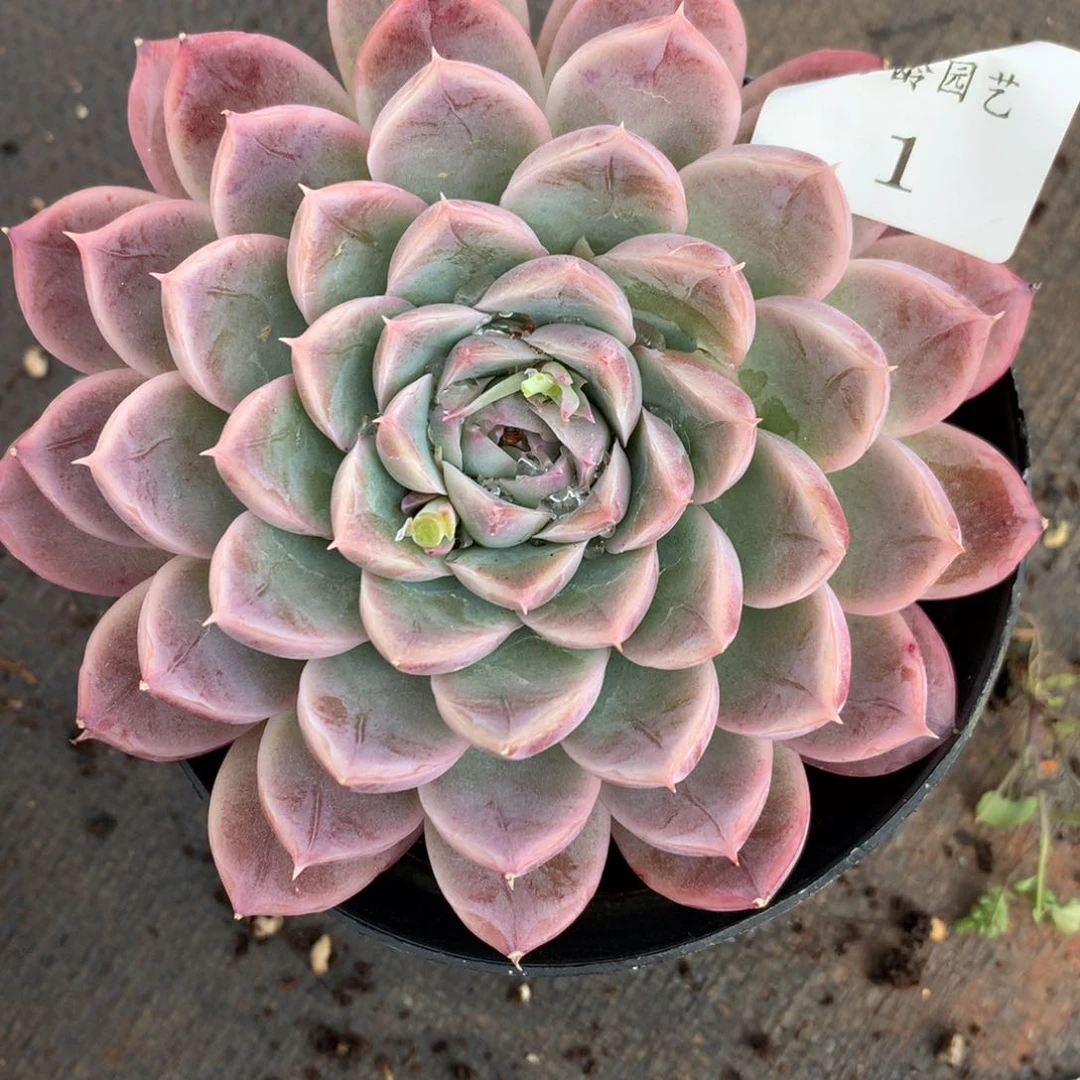 1杂交多肉老桩没名字