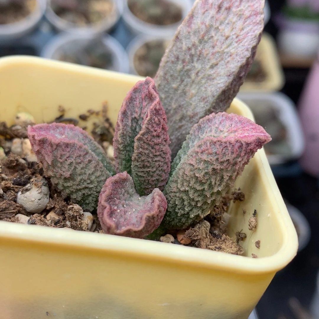 实生杂交新品 一物一拍